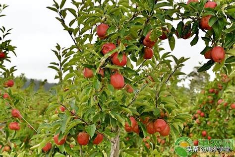 4月蘋果樹種植管理要點 每日頭條