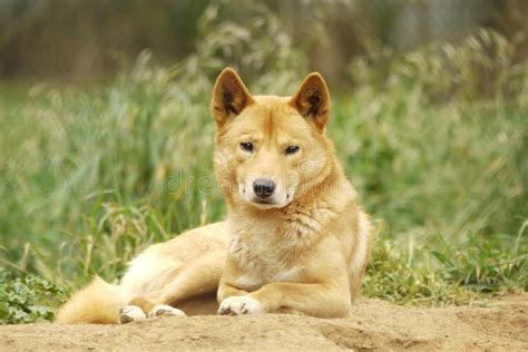 Portrait Of A Cute Dingo Stock Image Image Of Natural 52048071