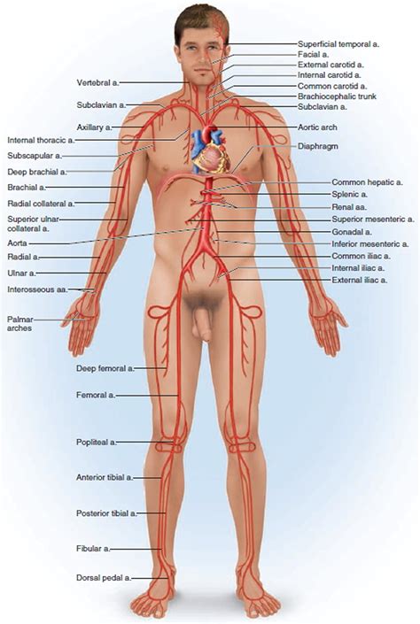 From there, blood passes through major arteries, which branch into muscular arteries and then. Blood Vessels Types - Layers of Blood Vessels - Carry Blood Away