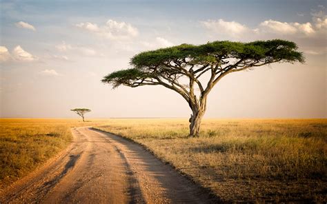 Serengeti Park Tanzania Savannah Two Lonely Trees Dry Grass Desktop