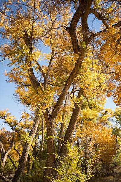 Cottonwood Trees In New Mexico Usa Fall Colors Stock Photos Pictures