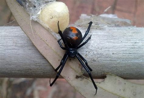 Australian Spiders Venomous Redback Spider Poisonous Funnel Web Spider