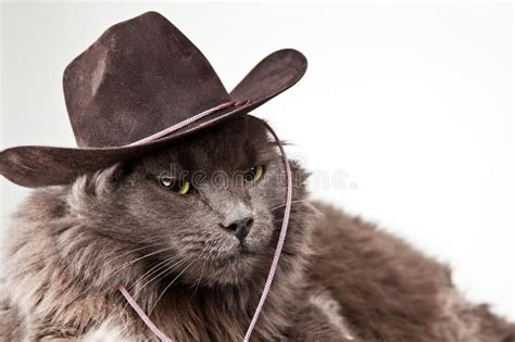 Cowboy Cat Gray Cat Wearing Cowboy Hat Against White Background