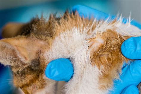 Flea Allergy Dermatitis In Cats Cat World