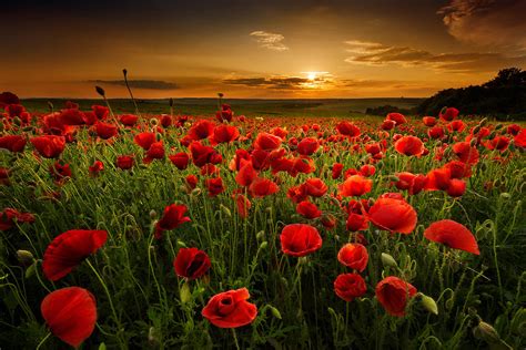 Poppy Field At Sunset Photograph By Evgeni Ivanov Fine Art America