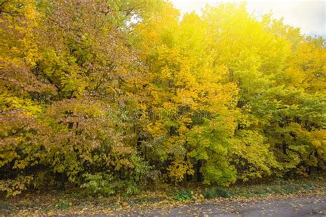 Beautiful Autumn Trees On A Sunny Day Stock Image Image Of Peaceful