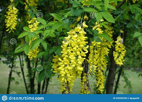 Long Racemes Of Yellow Flowers Of Laburnum Anagyroides Stock Photo