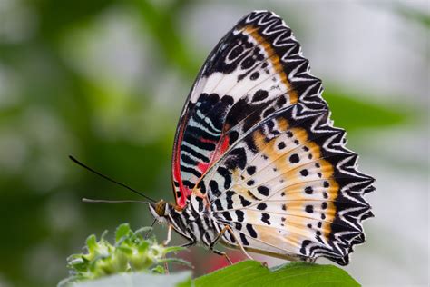 Falls jemand in münchen wohnt oder münchen besucht, es rentiert sich, die schmetterlinge fliegen noch bis 1. Schmetterlinge Botanischen Garten München Foto & Bild ...