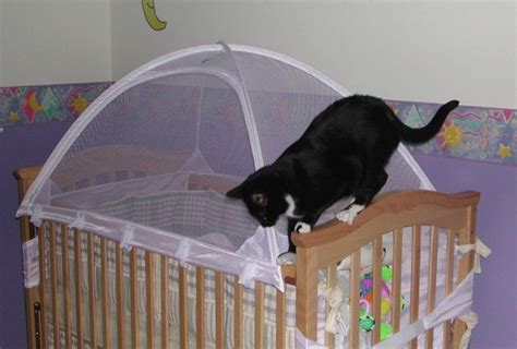 Cute Cat Looking Into The Crib Crib Tent Baby Cribs Cribs