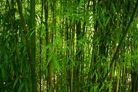 Bamboo Trees Stock Photo Image Of Asia Forest Wellness 14652586