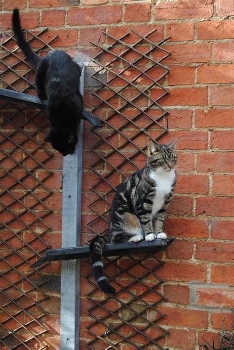 melissa s mochas mysteries and meows enrich your cat s life with catipilla climbing frames