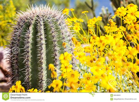 Arizona Barrel Cactus With Wildflowers Stock Image Image Of Barrel