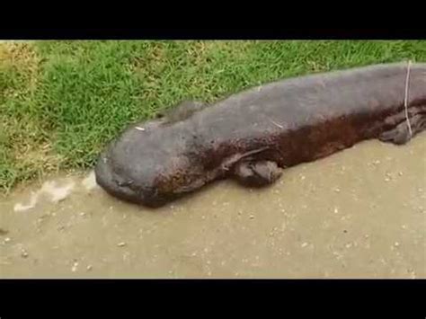 Giant Salamander Emerges From River In Japan YouTube