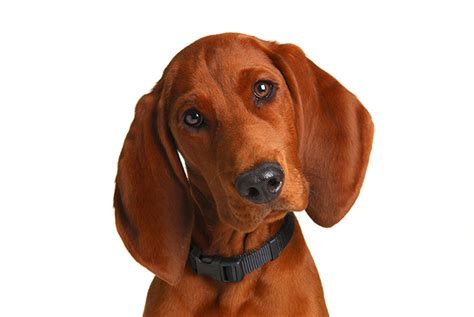 Redbone Coonhound Temperament Lifespan Shedding Puppy