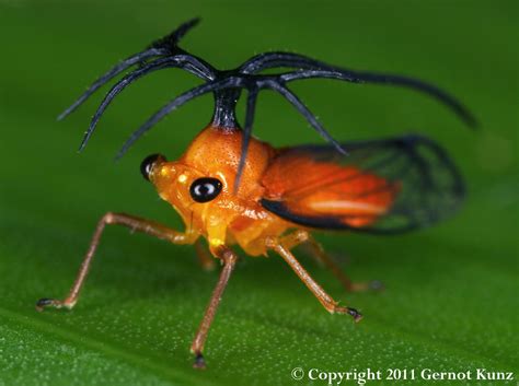 Treehoppers Aetalionidae Melizoderidae And Membracidae Hemiptera