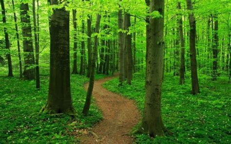 Beautiful Nature Forest Sand Path Between Green Trees Plants Hd Forest