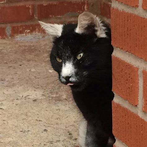 I mean the ayer tawar near sitiawan in perak. "Spotted / met this cutie called Timine (Tee-Mee-Ne) today ...