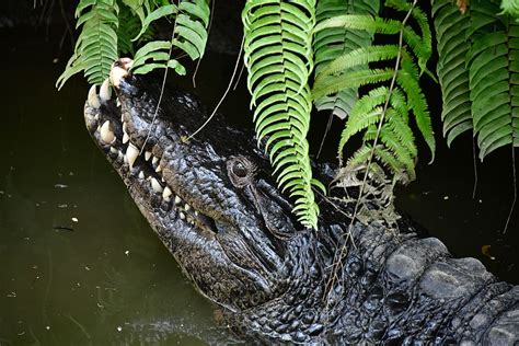 Crocodile Swamp Alligator Predator Reptile Animal Nature