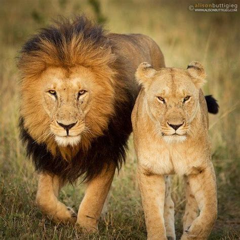 Mundo Animal E Natureza Lion And Lioness Lions African Lion