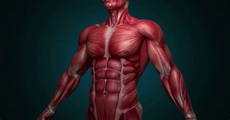Músculos Do Corpo Humano Representam De A