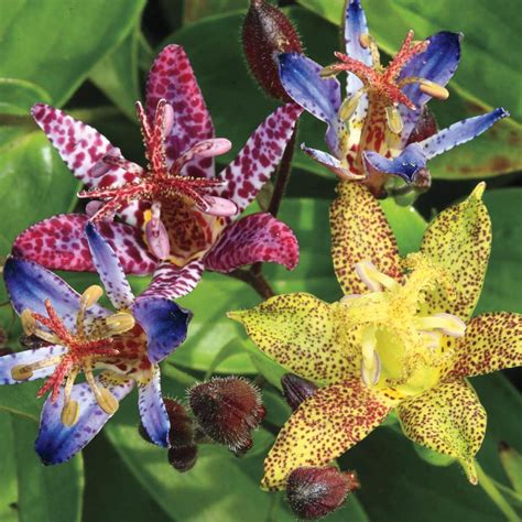 Spring Hill Nurseries Multi Colored Flowers Toad Lily Tricyrtis