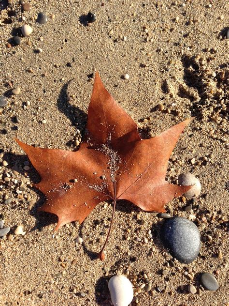 Fall On The Beach Automne à La Plage Mamjodh Flickr