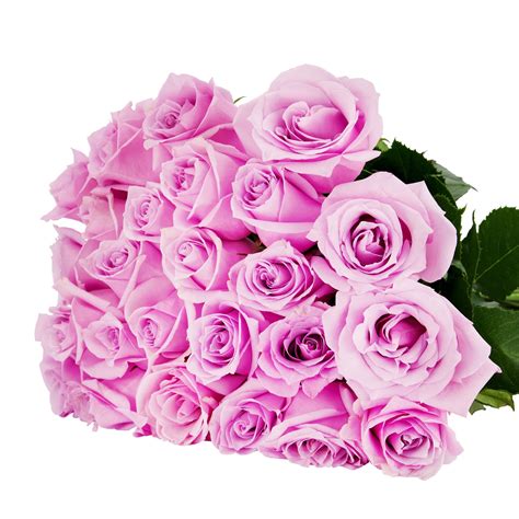 Nautica Purple Roses The Rosarium Premium Flower Delivery Vaughan