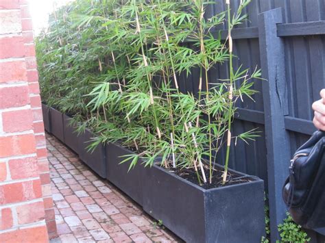 Here are some garden path ideas. Bamboo pots for privacy: willsmother: Galleries: Digital ...