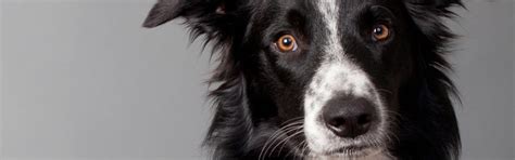 What Are The Smartest Dog Breeds Petfinder