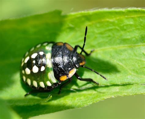 Southern Green Stink Bug Nymph Project Noah