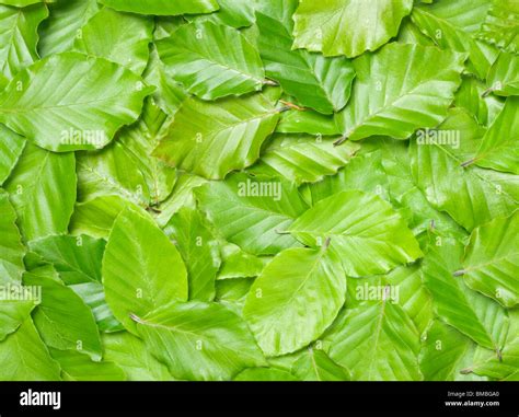 Beech Leaves Fagus Sylvatica Stock Photo Alamy