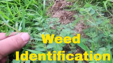 Weed Identification In Summer Identify Crabgrass Dallisgrass