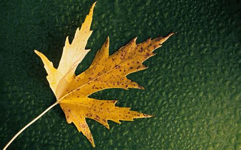 Simple Leaf Hd Nature 4k Wallpapers Images Backgrounds