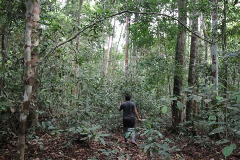 Laporan Sebut Jutaan Hektar Hutan Primer Dunia Hilang Pada Bagaimana Indonesia Mongabay