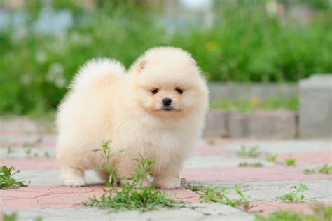 Types Of Small Fluffy Dogs Pet Ponder