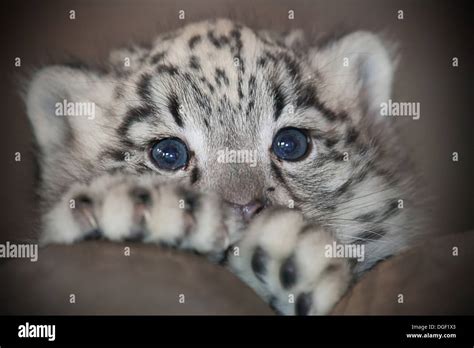 Cachorro De Leopardo De Las Nieves Fotos E Imágenes De Stock Alamy
