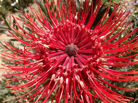 Waratah | Australian native plants, Australian wildflowers, Australian trees