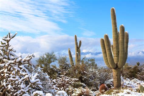 Saguaro Cactus In The Snow After A Rare Snowstorm In The Etsy