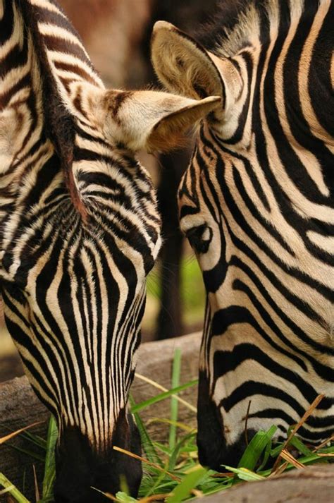 Herbivore Animals That Eat Grass Idalias Salon