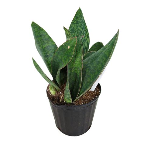Find great deals on ebay for whale fin sansevieria. Buy Sansevieria masoniana 'Whale Fin', Snake Plant, Mother ...