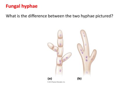 Microbiology Chapter Eukaryotes Flashcards Quizlet