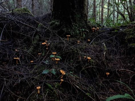 Mushroom Pickers Find A Wild West In Backwoods Of Rainforest Sasktodayca