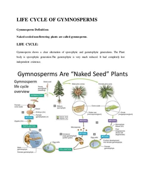 Life Cycle Of Gymnosperms