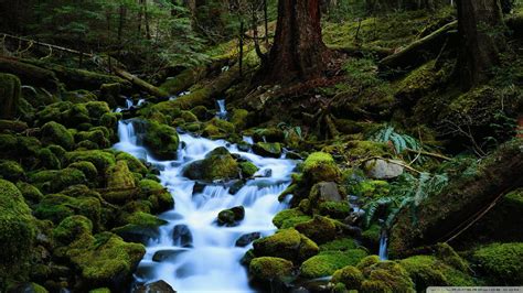 Forest Stream Wallpapers Top Free Forest Stream Backgrounds