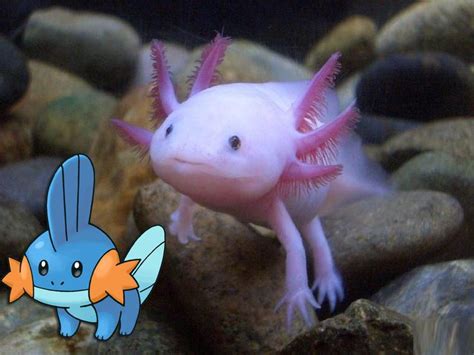 In case you don't know what an axolotl looks like in real life, here you go. Pin on Pokemon