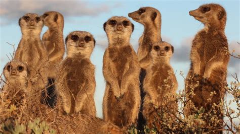 Five Shy Meerkats Wild Meerkat Adventure Tour