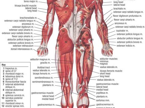 Muscular System Diagram Anatomy Muscular System The Muscles Of Body