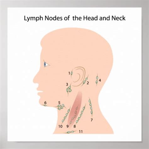 Lymph Nodes Of The Head And Neck Poster Zazzle