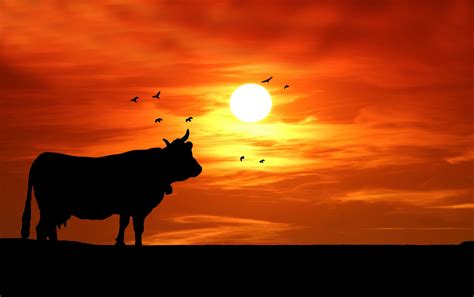 Cow Sunset Silhouette Free Stock Photo Public Domain Pictures