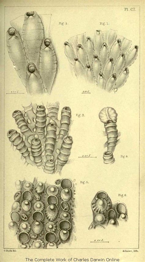 Label a ganglium and a nerve tract. Darwin | Art alevel, Robert darwin, Animal drawings